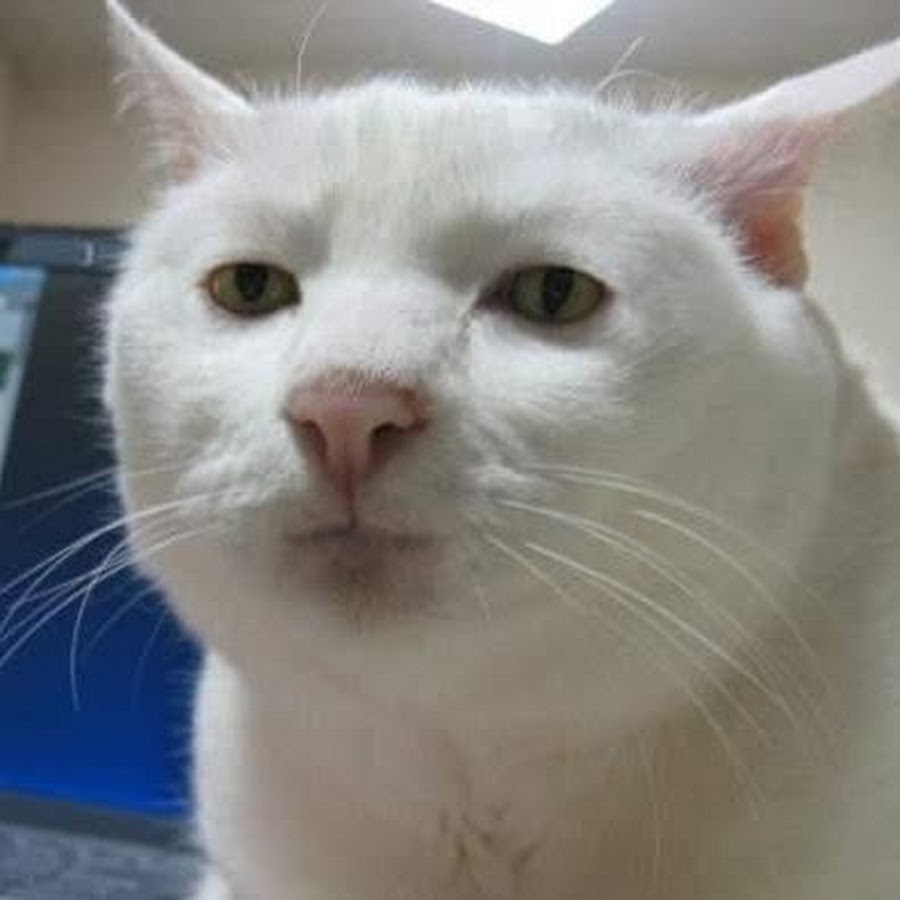 900x900, 55 Kb / кот, морда, взгляд