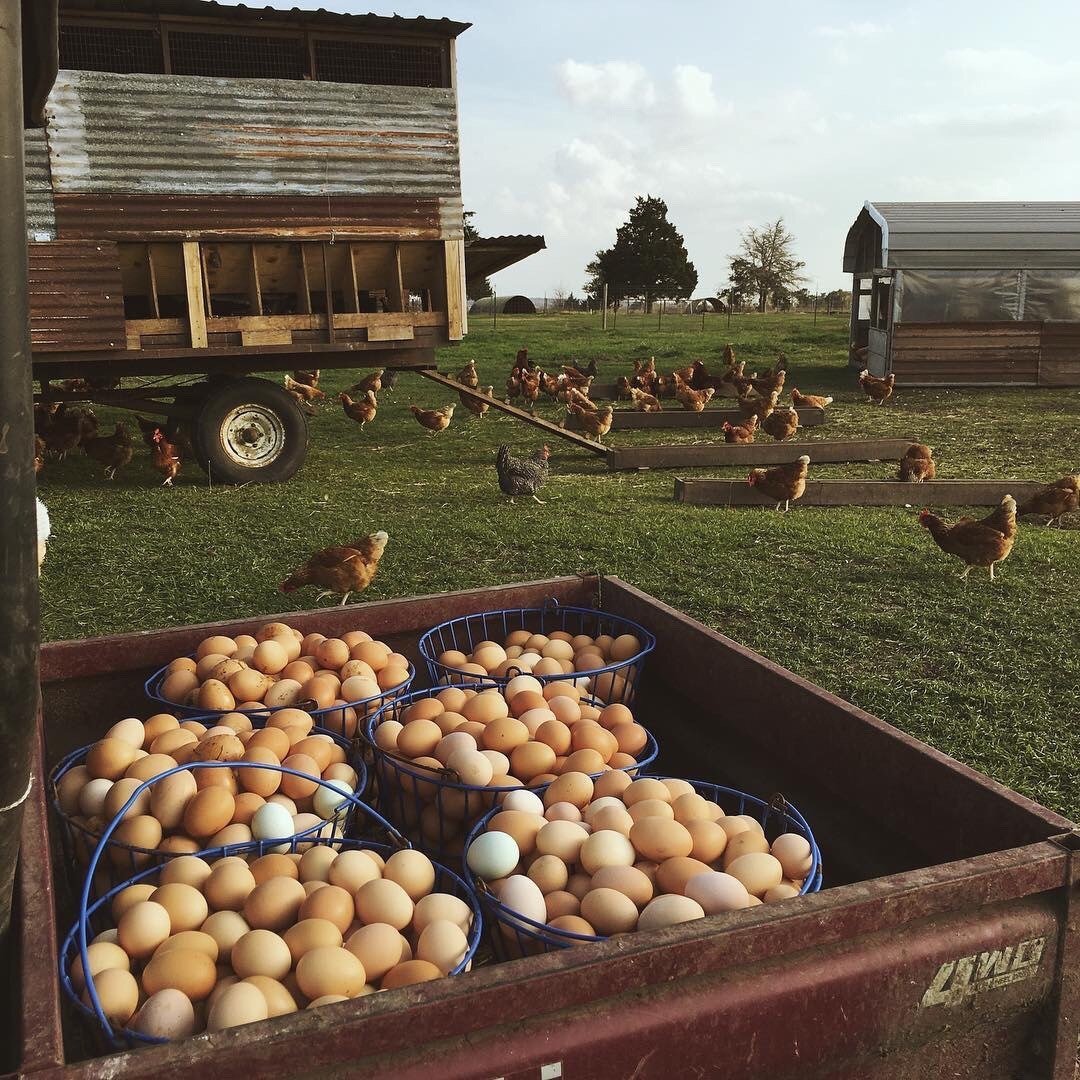 1080x1080, 291 Kb / сельское хозяйство, куры, яйца