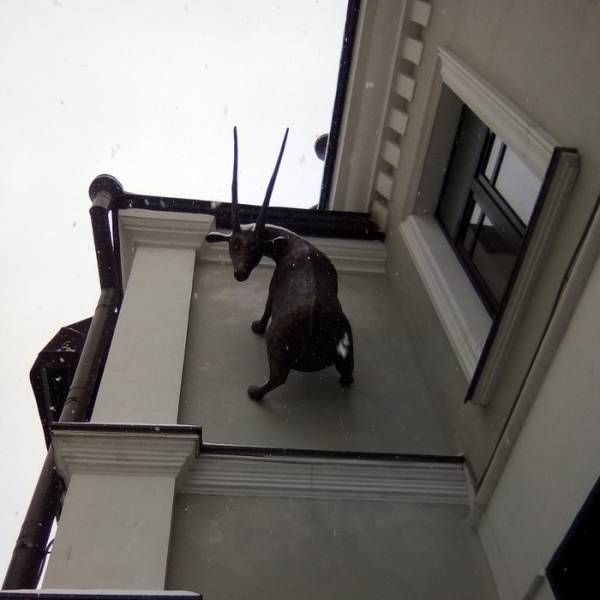 600x600, 29 Kb / дом, стена, козел, скульптура, архитектура, новокузнецкая, Москва, козел, бар, пивняк