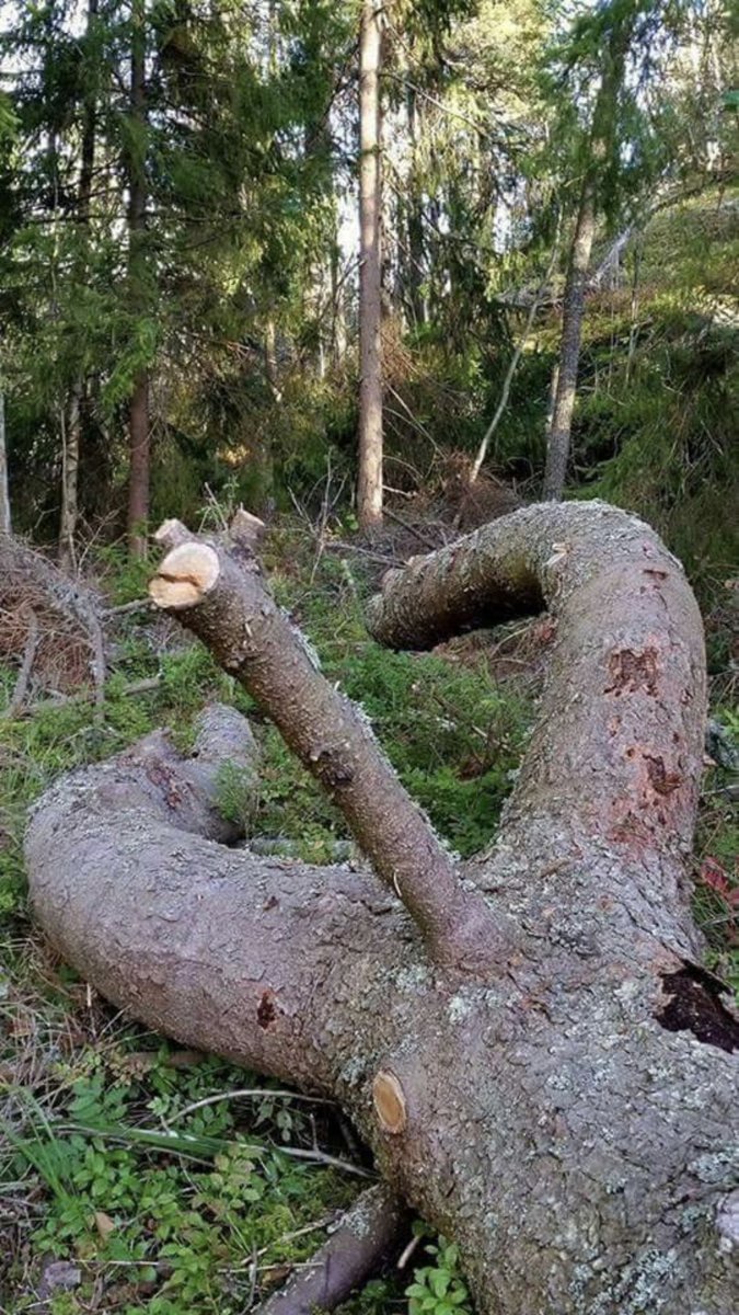 675x1200, 236 Kb / дерево, сук, лес,