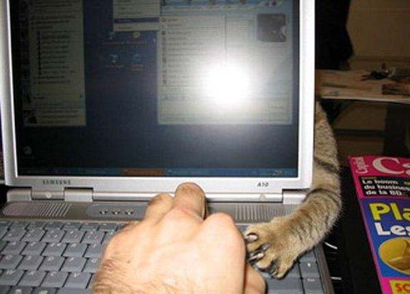 599x430, 33 Kb / бук, лапа, рука