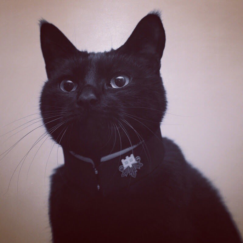 800x800, 47 Kb / кот, черный