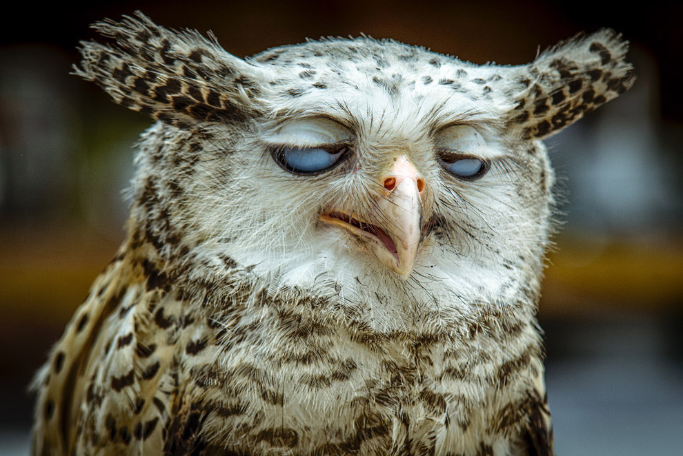 990x662, 218 Kb / сова, глаза