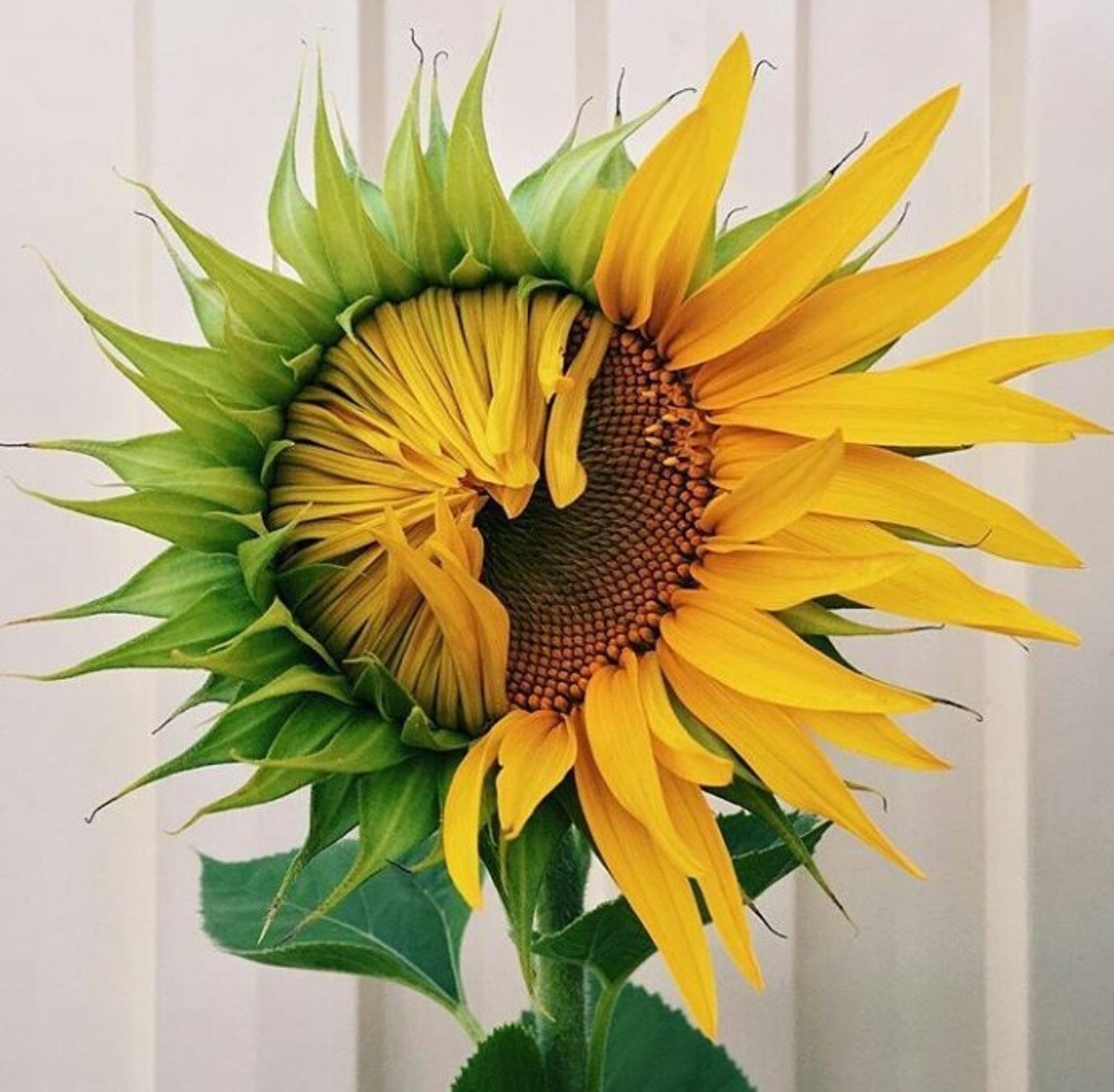 1242x1217, 262 Kb / подсолнух, половина