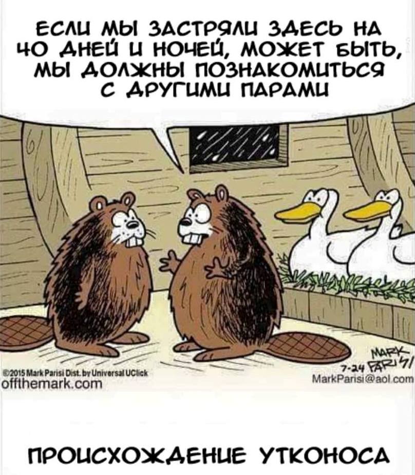 808x925, 110 Kb / эволюция, утконос, ковчег