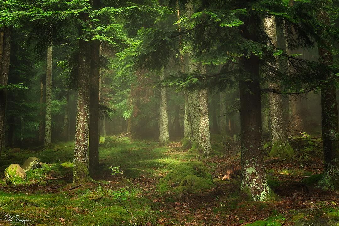 1080x720, 188 Kb / лес, деревья, хвоя, мох