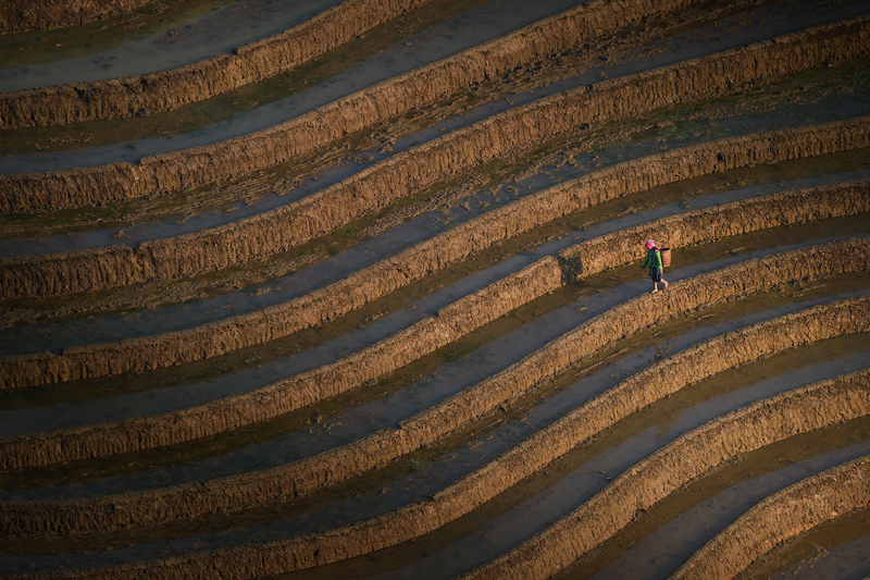 800x533, 583 Kb / терраса, рисовое поле, гора