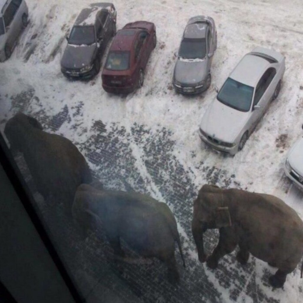 1024x1024, 129 Kb / Слоны, снег