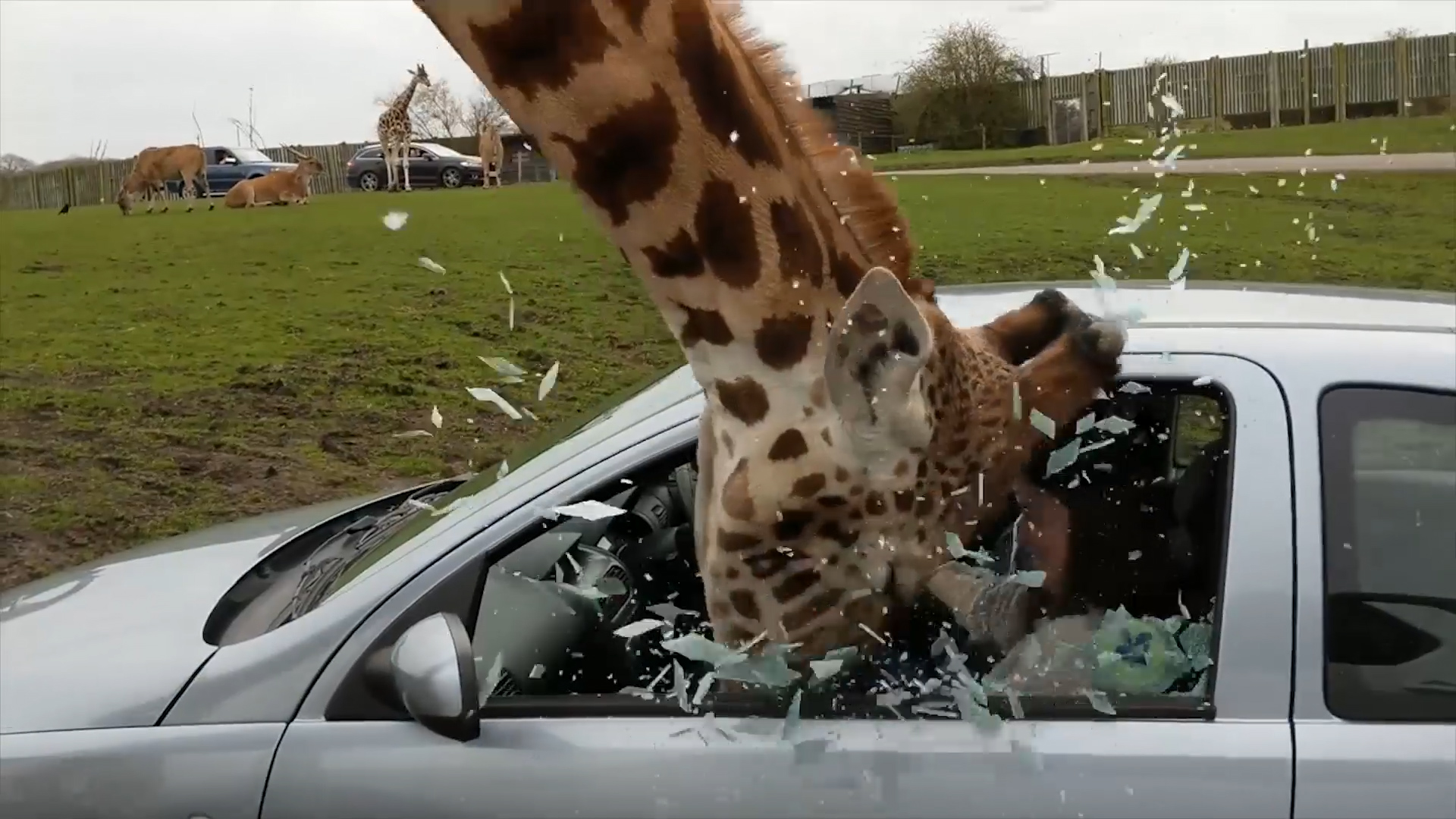 1920x1080, 625 Kb / жираф, разбил, окно, машина