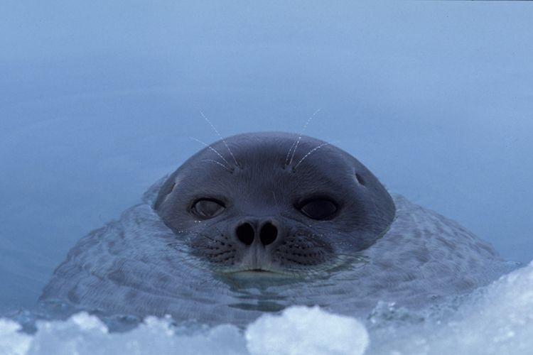 750x500, 44 Kb / жЫвотное