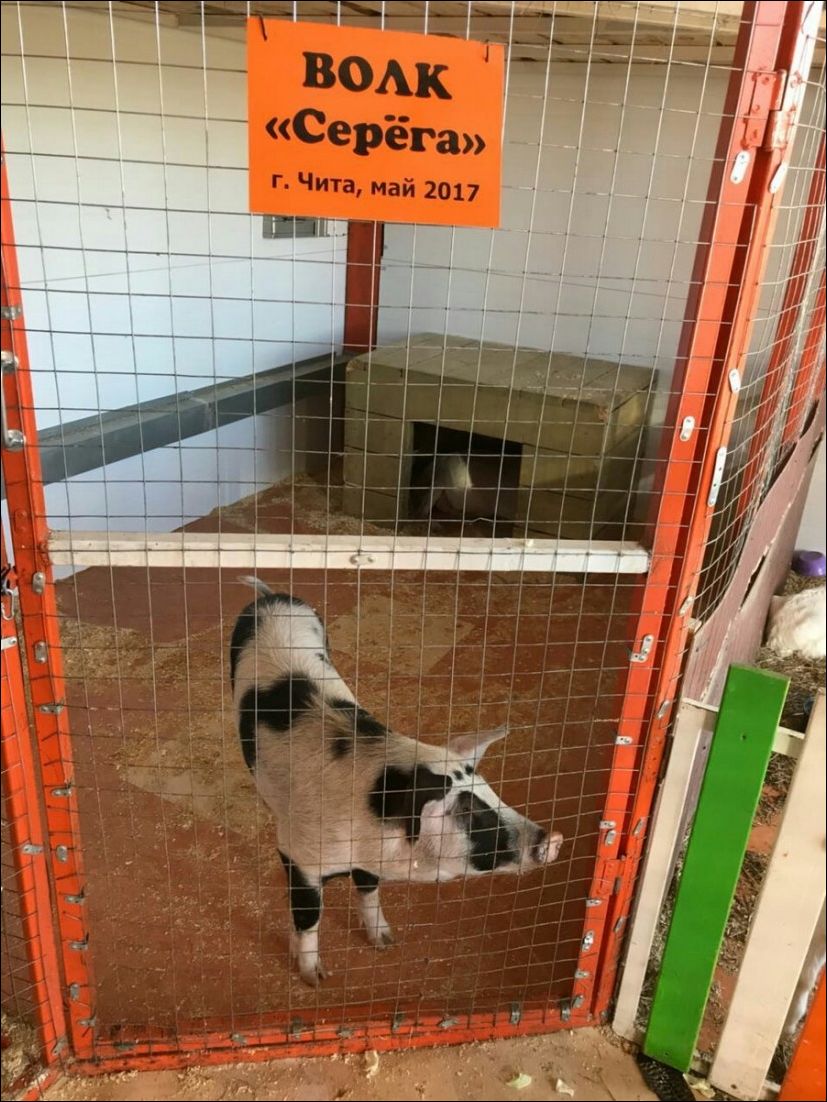 827x1102, 163 Kb / волк, Серега, клетка, свине