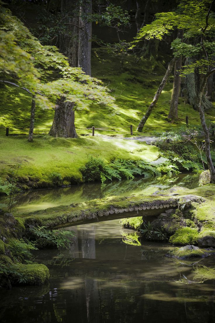 736x1104, 187 Kb / речка, мостик, лес, деревья, зелень