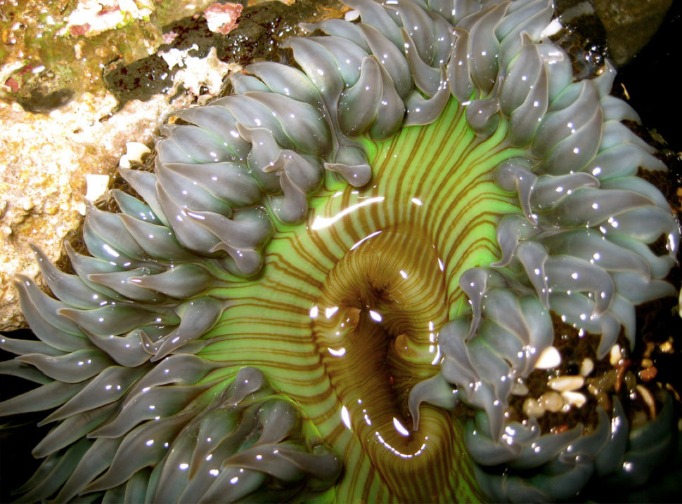 970x718, 177 Kb / нех, морская, напоминает, анемон