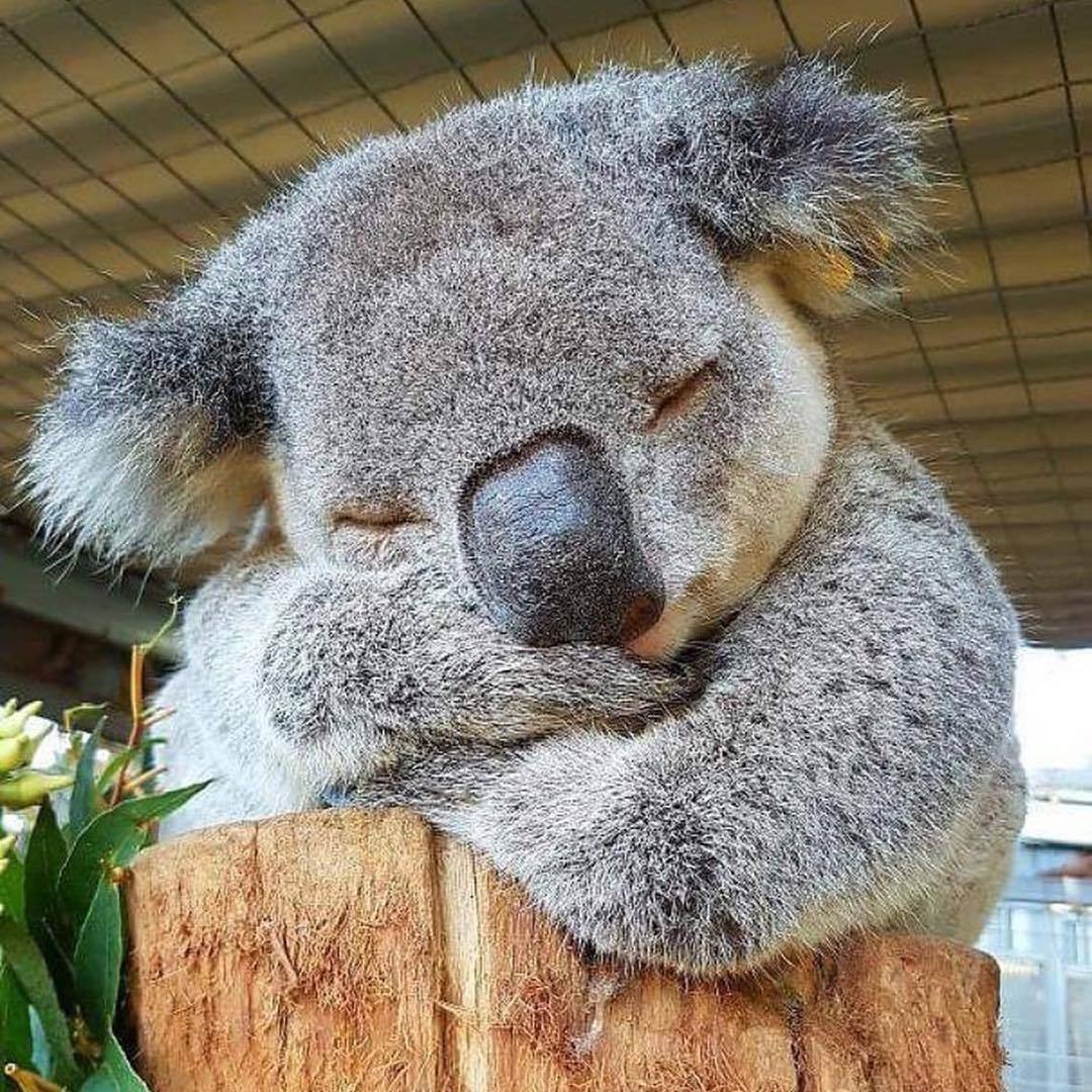 1080x1080, 244 Kb / коала