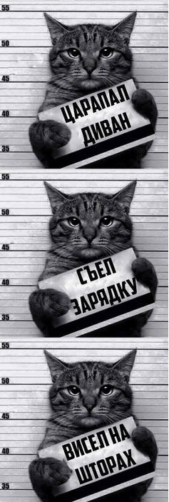 237x703, 237 Kb / кот, коте, подозреваемый