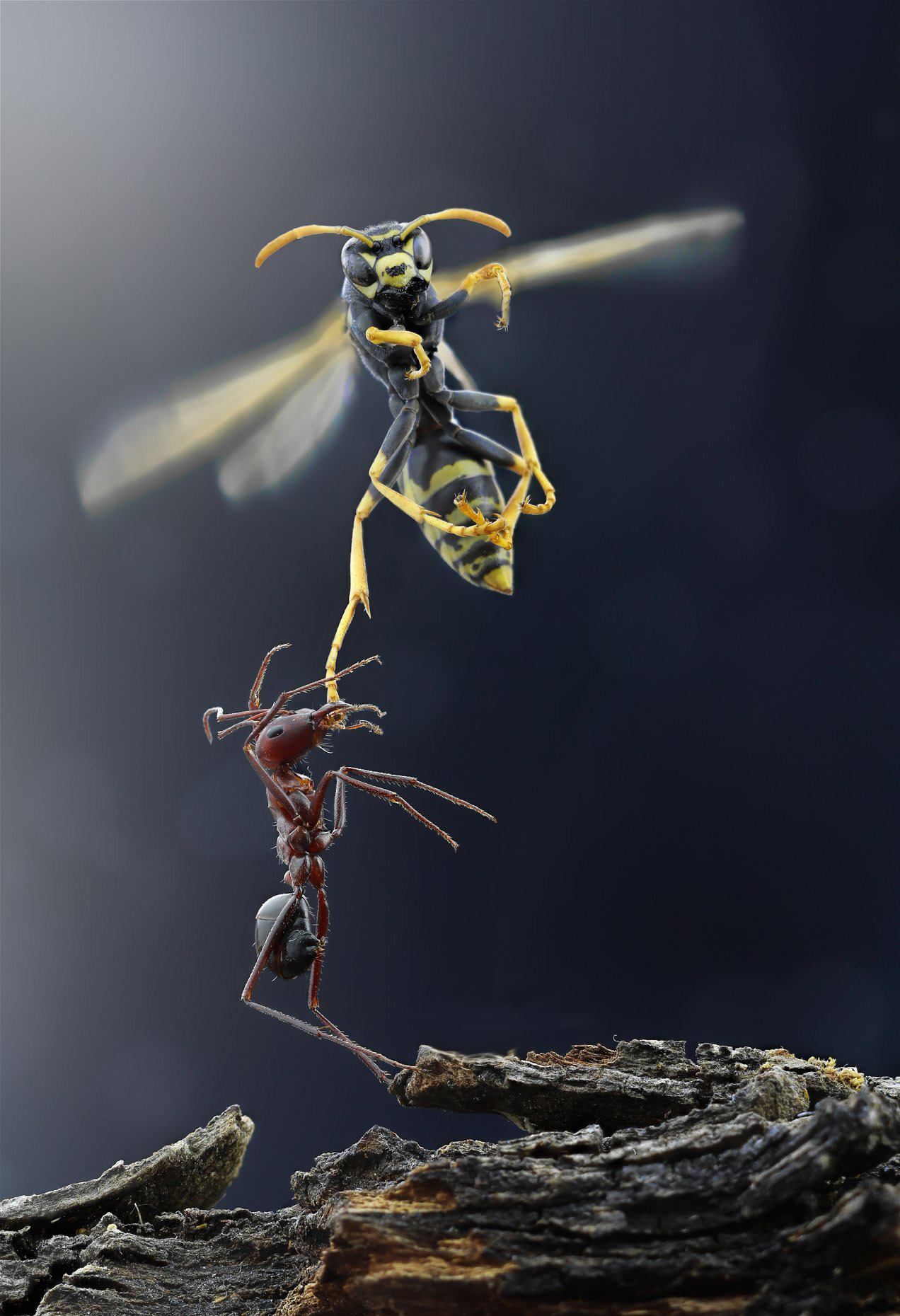 1272x1860, 316 Kb / муравей, оса, макро