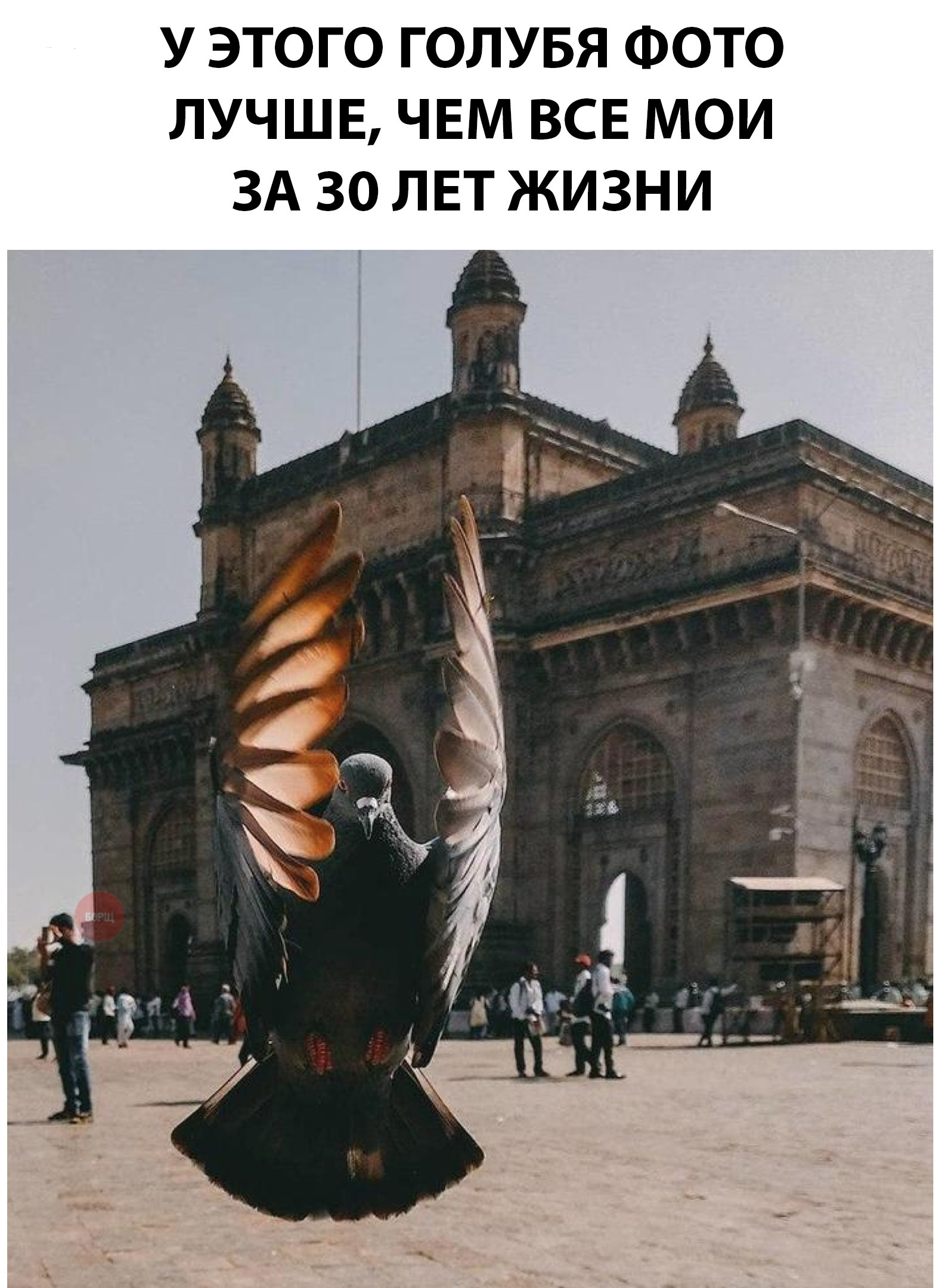 1580x2160, 530 Kb / голубь, фото