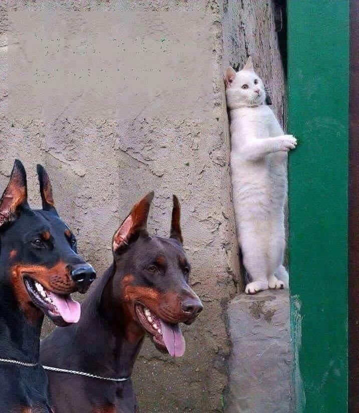 717x825, 115 Kb / кот,собаки, доберманы