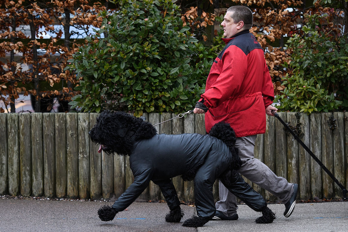 1200x801, 342 Kb / собака, водолаз, англия