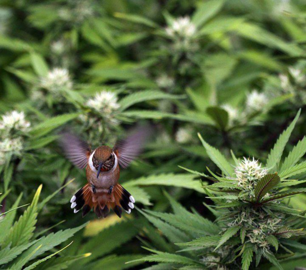 605x534, 568 Kb / колибри, полёт, трава, соцветия