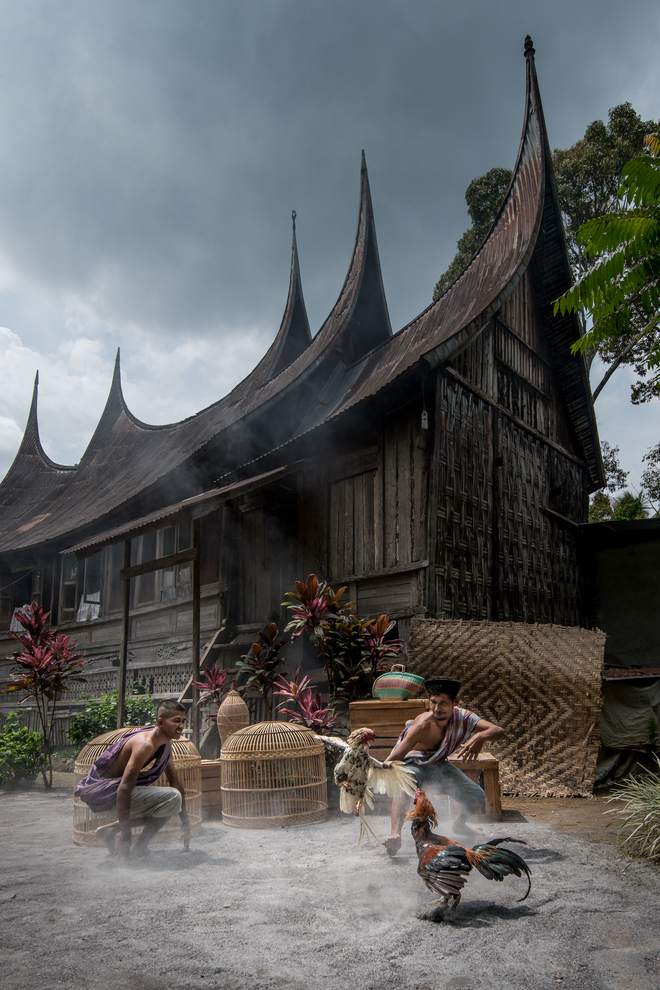 660x990, 608 Kb / петухи, бои, мужчины, дом, крыша