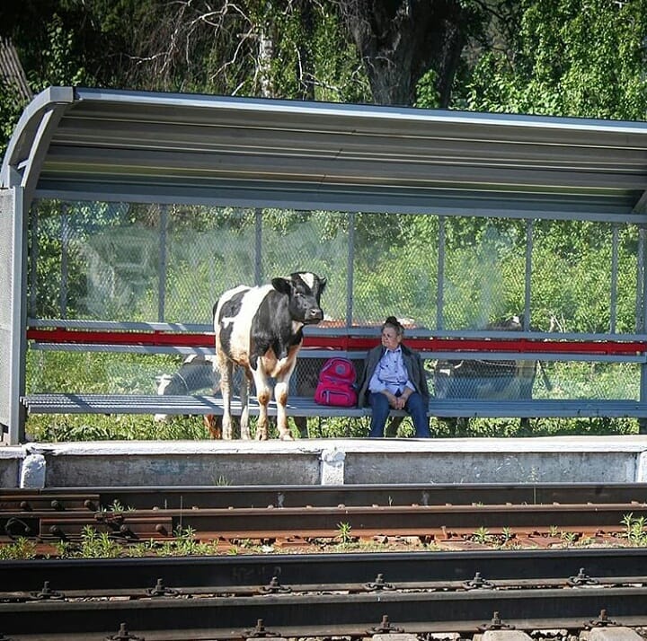 720x714, 131 Kb / перрон, корова