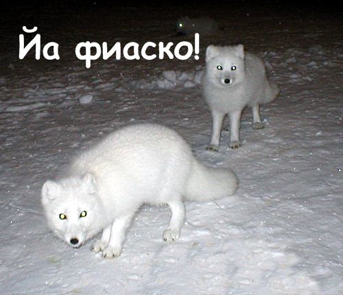 500x430, 45 Kb / пиздец