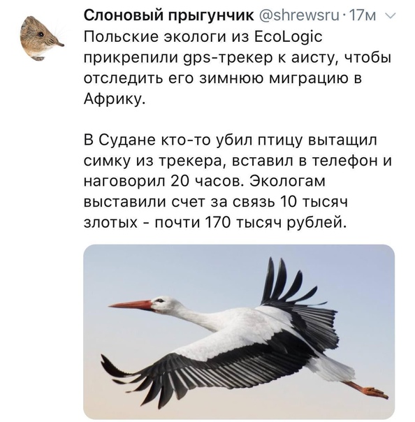 594x604, 98 Kb / аист,gps, ecologic, птица