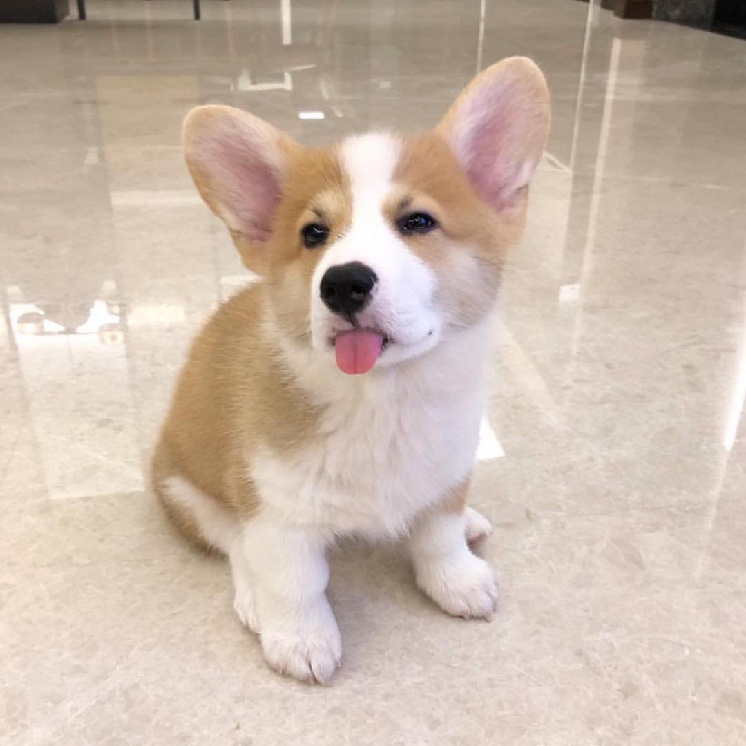 1080x1080, 77 Kb / корги, язык