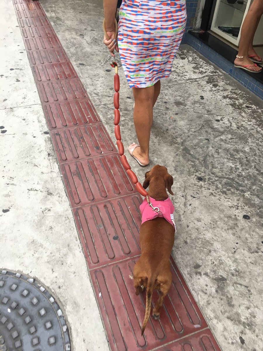 900x1200, 249 Kb / поводок, собака, такса, сосиски