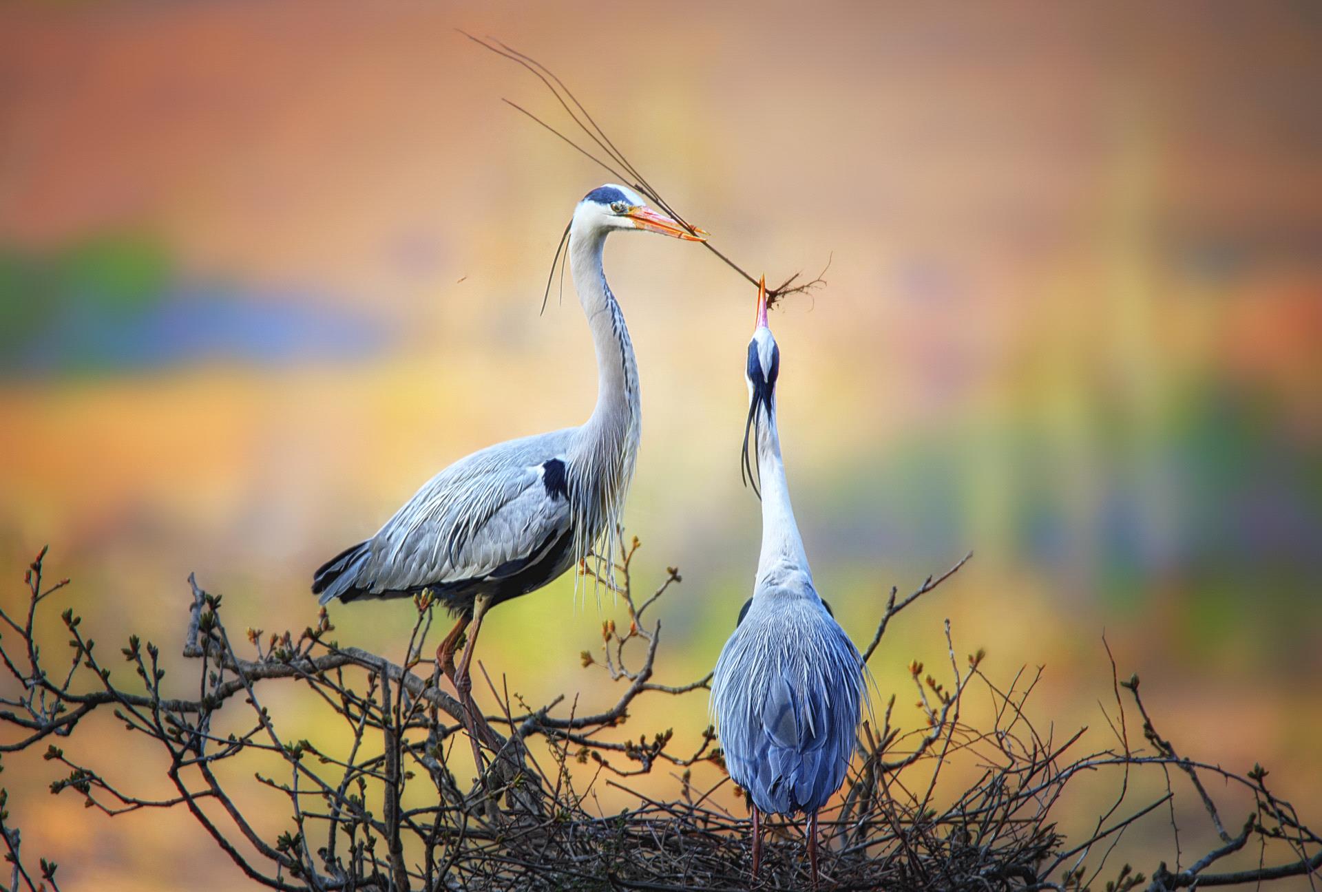 1920x1296, 210 Kb / журавли, гнездо