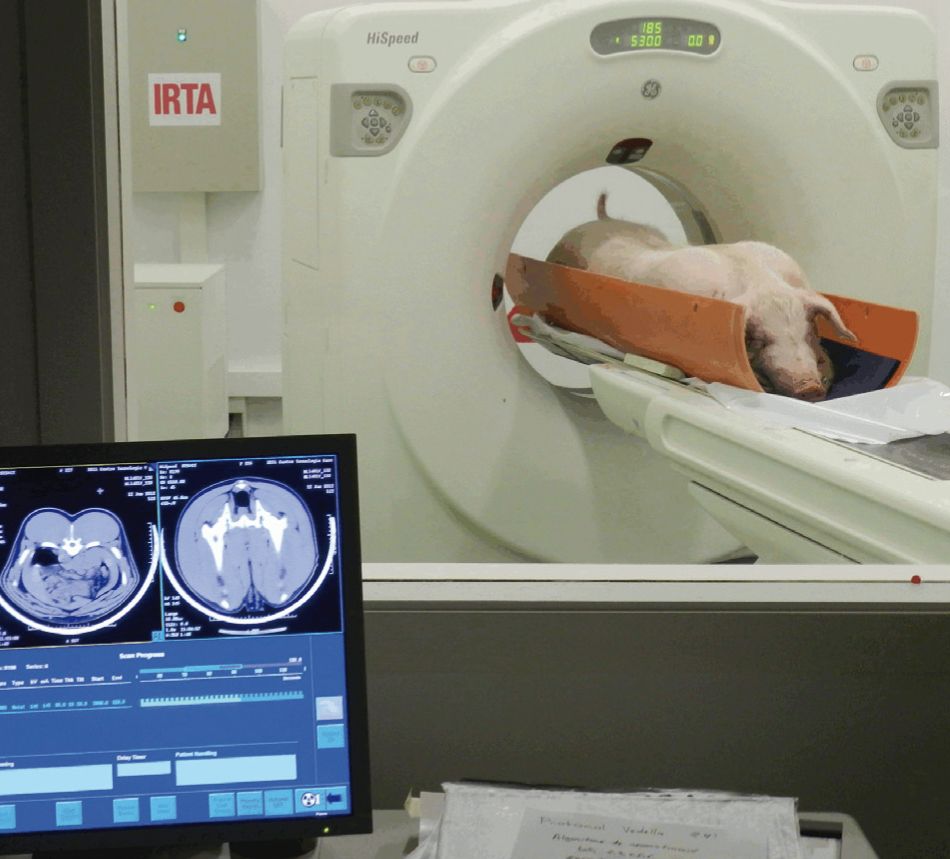 950x859, 82 Kb / свинья, томограф