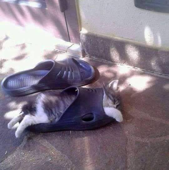 540x543, 37 Kb / котёнок, тапок, сон