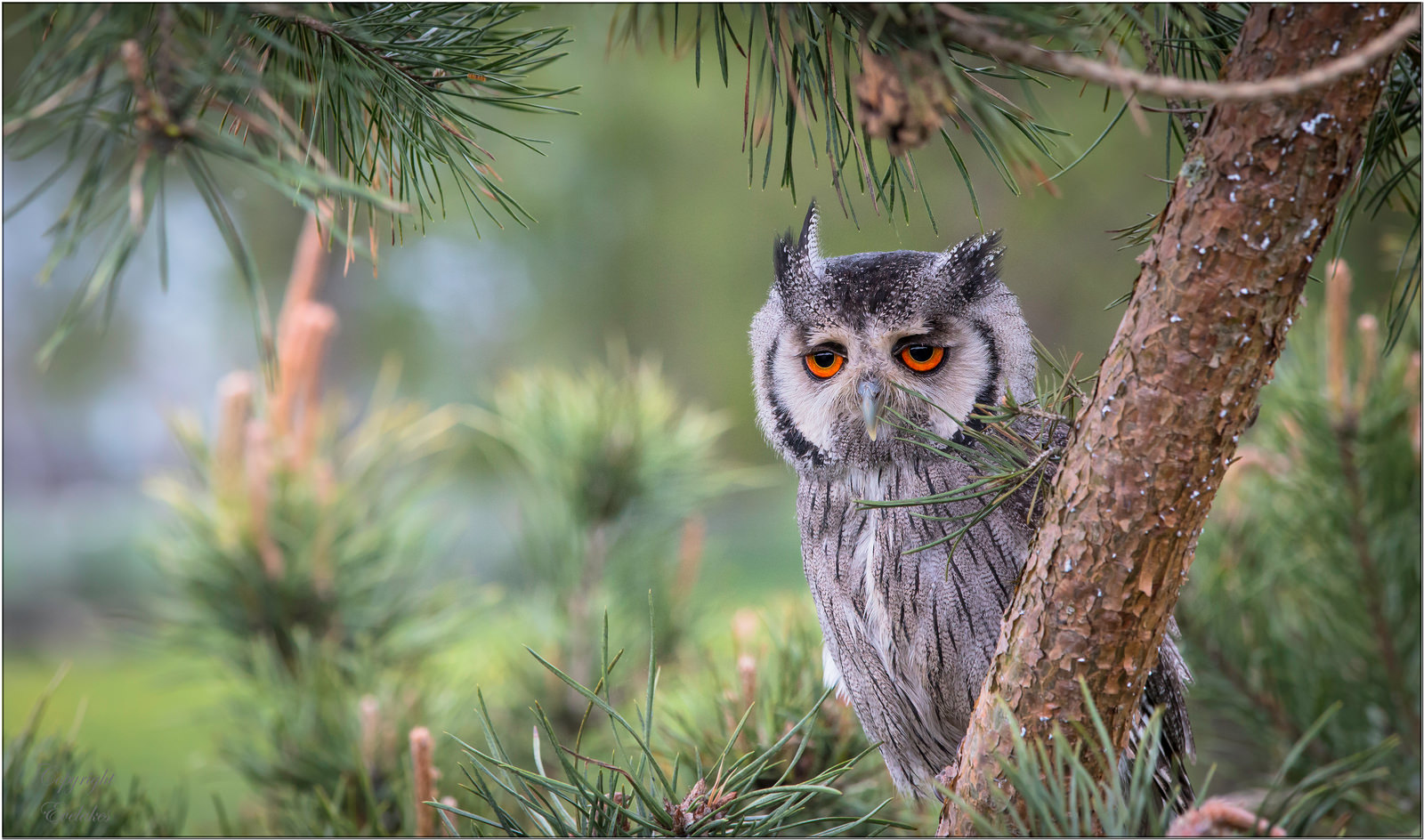 1600x944, 345 Kb / сова, пичалька