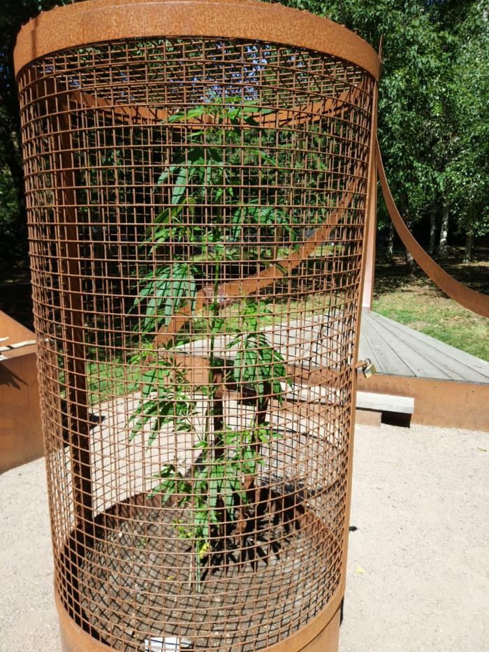 700x933, 185 Kb / MJ, трава, конопля, ограждение