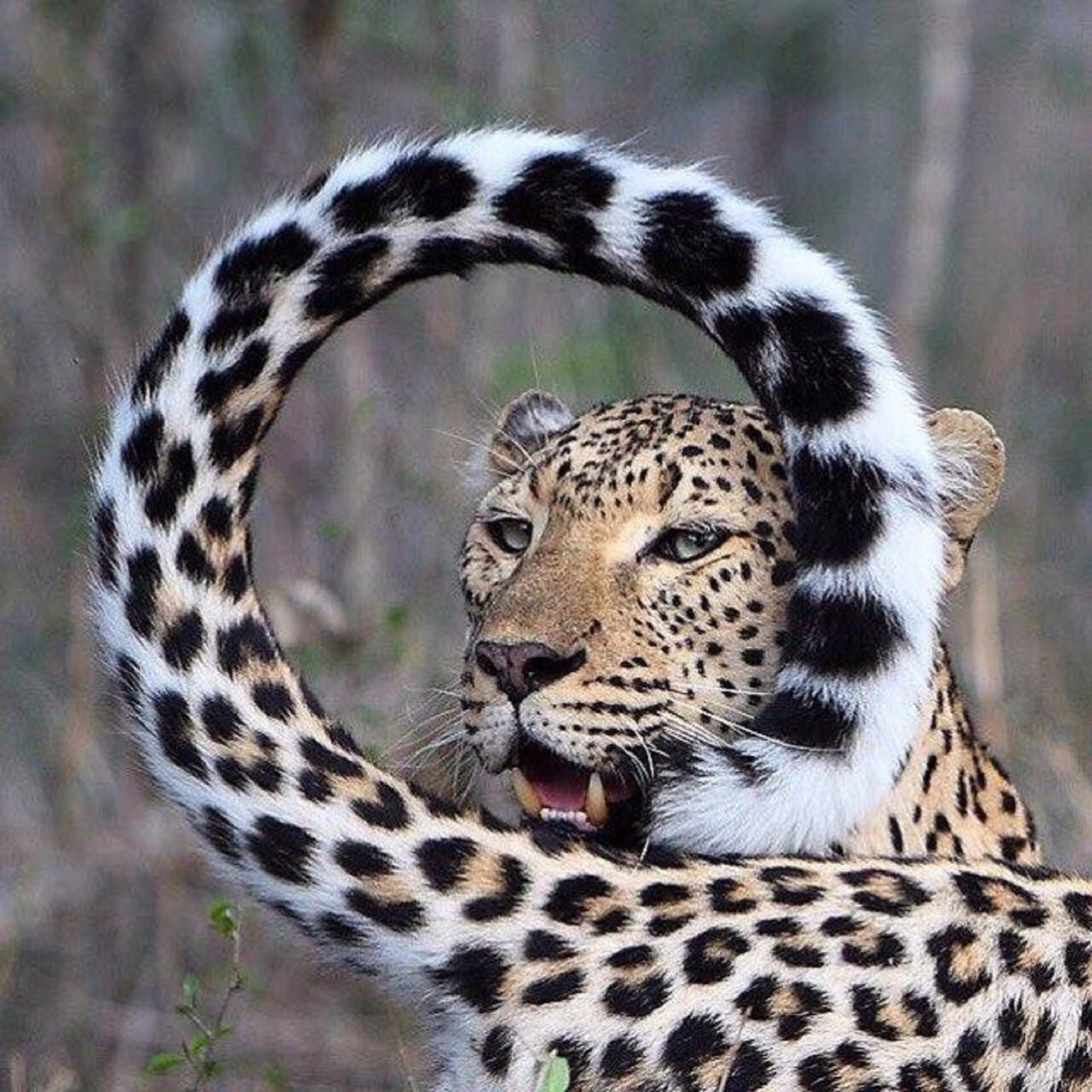 1680x1680, 284 Kb / леопард, хвост