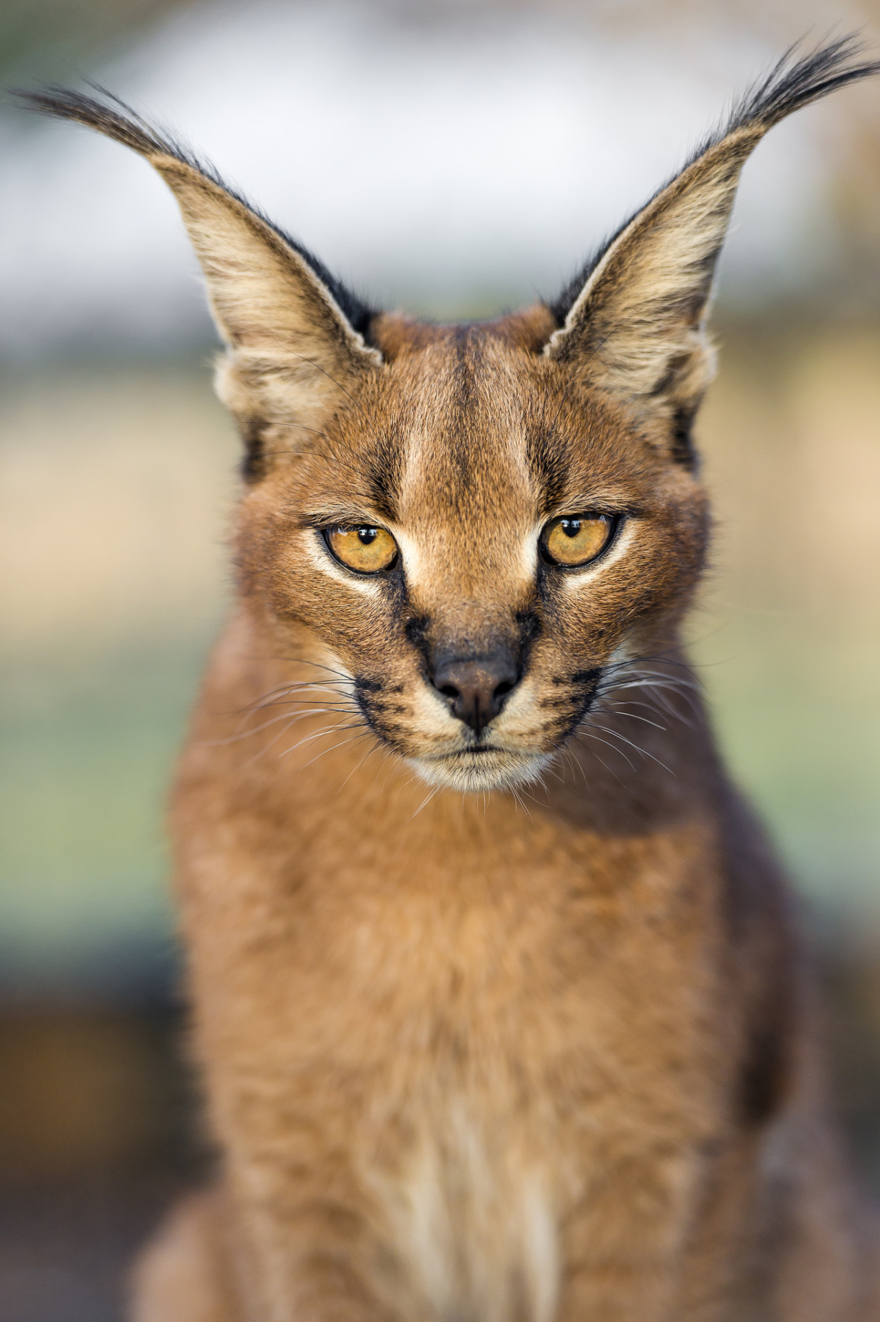 1278x1920, 454 Kb / уши, кисточки, кошка, каракал