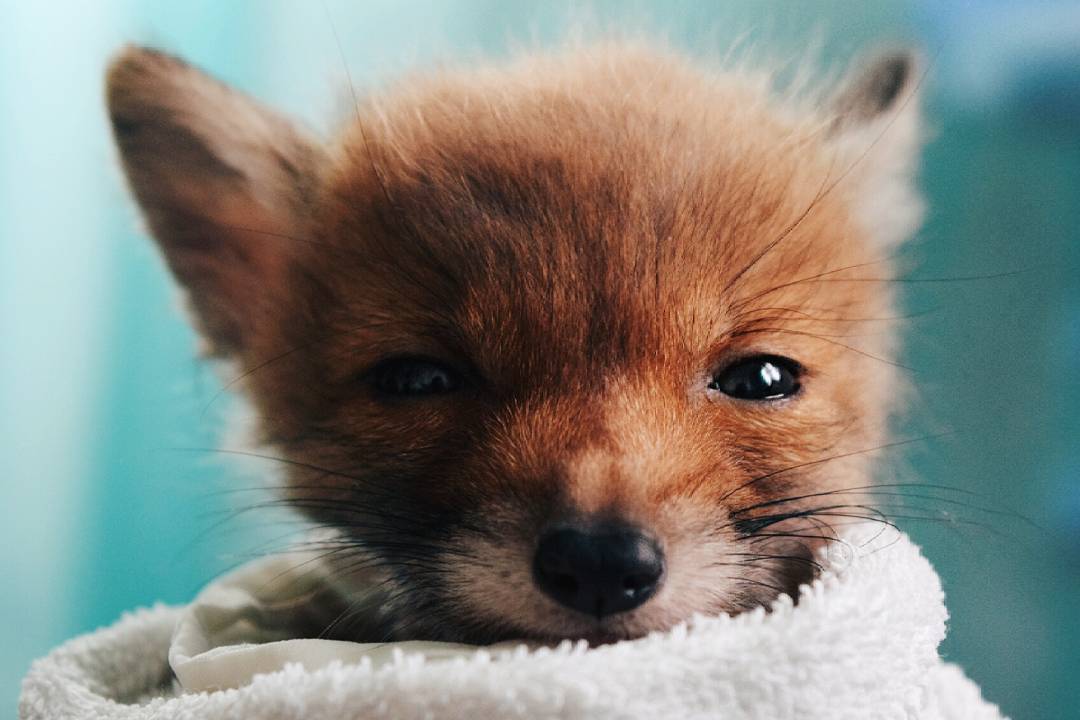 1080x720, 68 Kb / лис, лиса, лисенок, полотенце, малыш, щенок