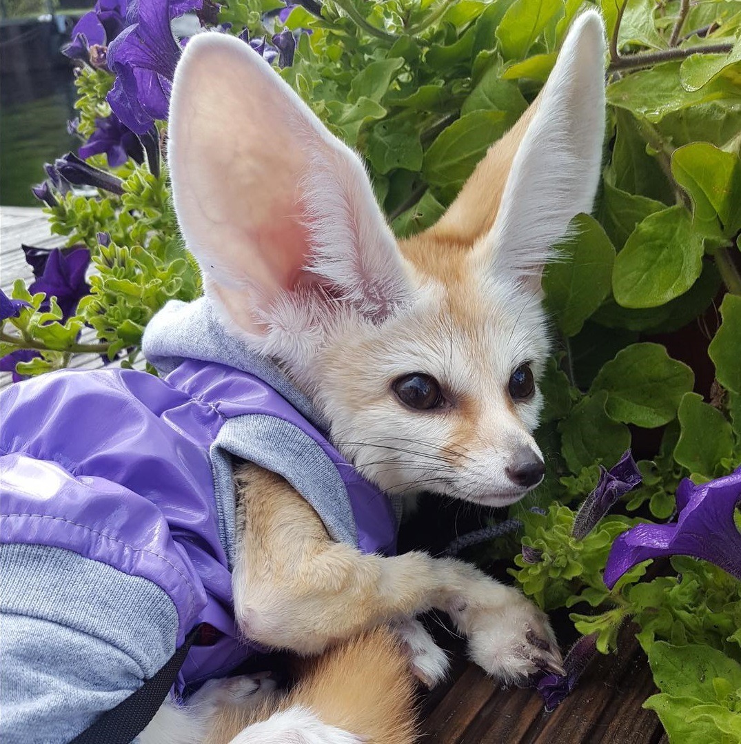 1075x1078, 381 Kb / уши, фенек, кофта, куртка, цветы