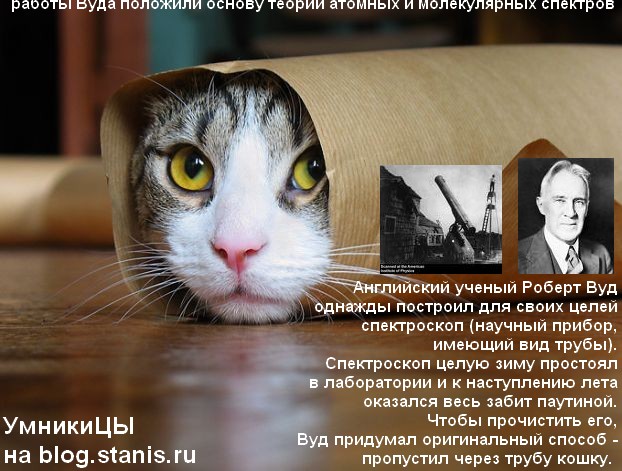 622x471, 94 Kb / кошка, труба, Вуд