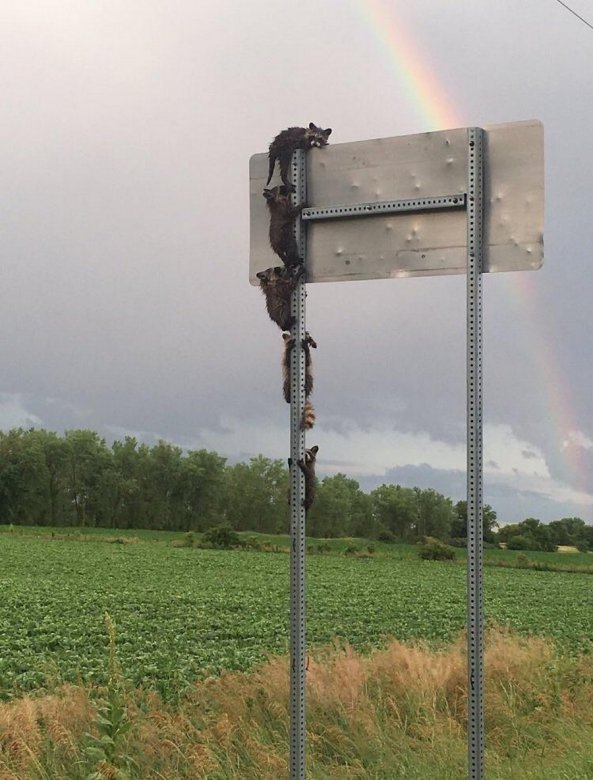 593x780, 79 Kb / еноты, знак