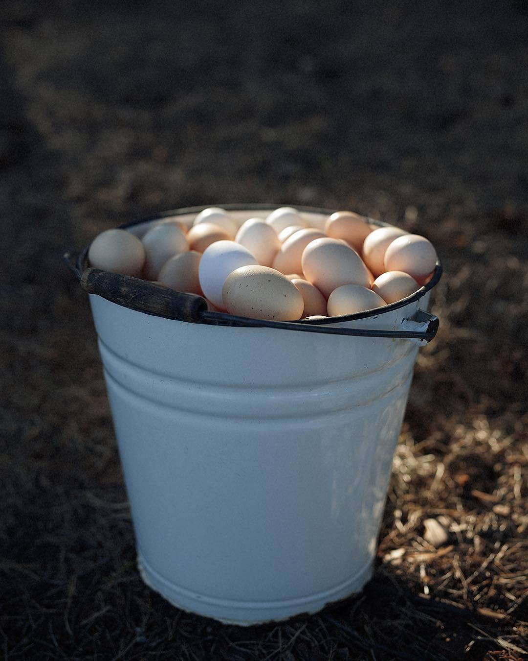 1080x1350, 115 Kb / яйца, ведро
