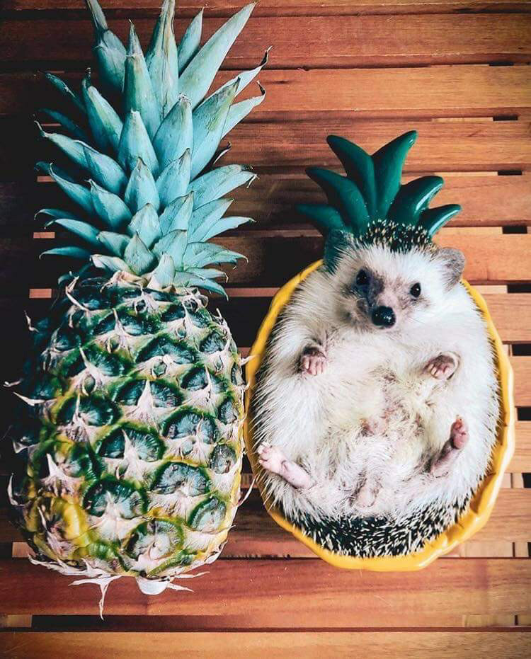 750x931, 199 Kb / ёжик, еж, ананас