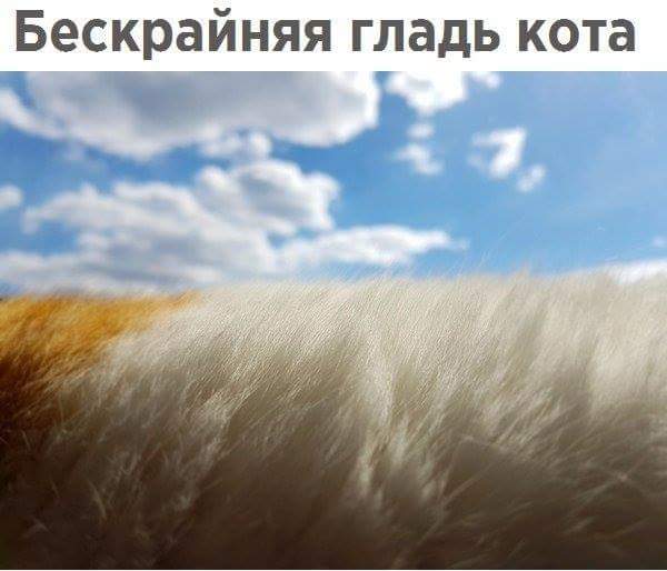 600x514, 29 Kb / Кот, шерсть, небо