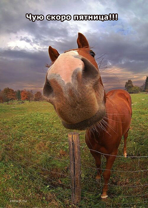 498x700, 155 Kb / лошадь, морда, чую