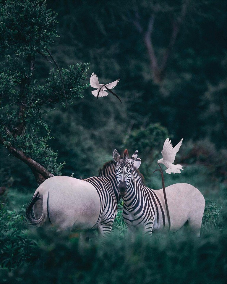 768x960, 142 Kb / голуби, зебры, полоски