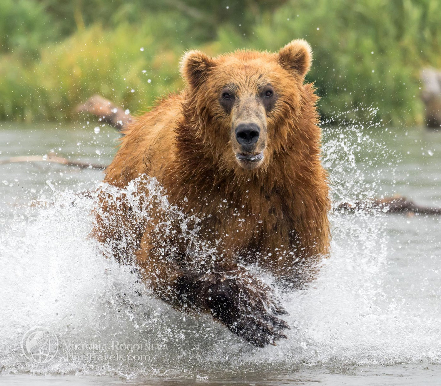 1500x1314, 471 Kb / медведь, вода, брызги