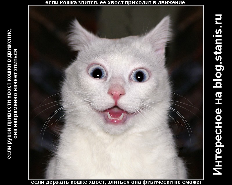 800x640, 111 Kb / кошка