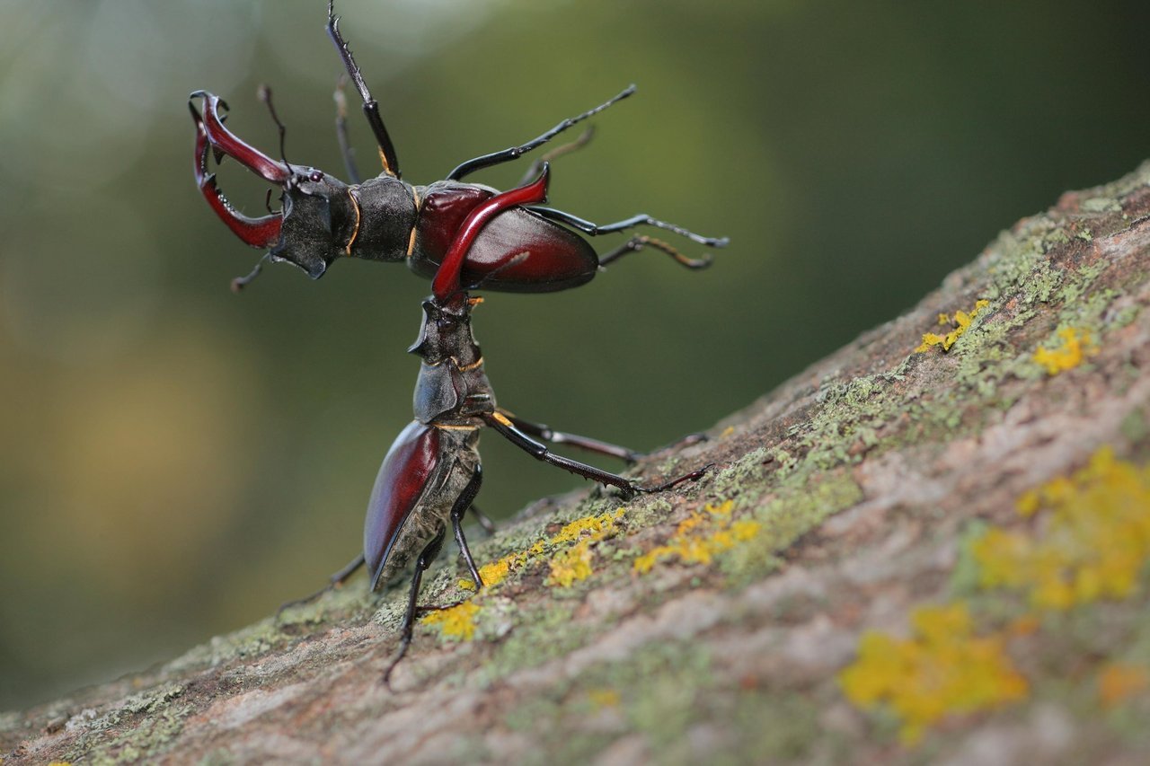 1280x853, 135 Kb / жук, олень, макро, бросок