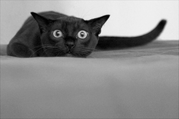 700x467, 109 Kb / кот, черный, удивление